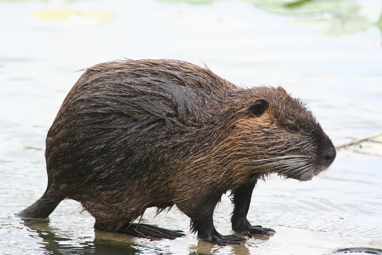 Nutria - 1