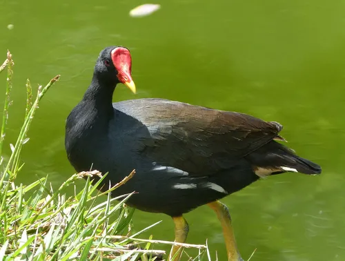 Common Moorhen