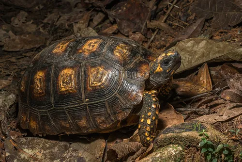 Yellow-footed tortoise