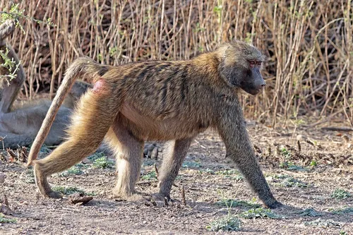 Hamadryas baboon