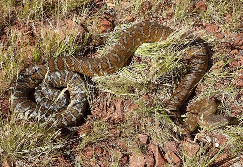 Bredl's Python