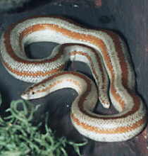 Rosy boa