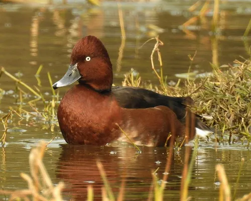Ferruginous Duck