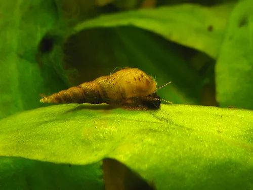 Malaysian Trumpet Snail