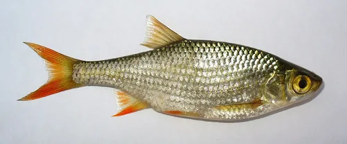 Common rudd