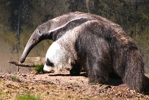 Giant anteater