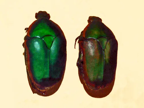 Ornate flower beetle