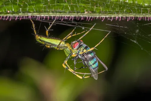 Madagascar Green Lynx Spider