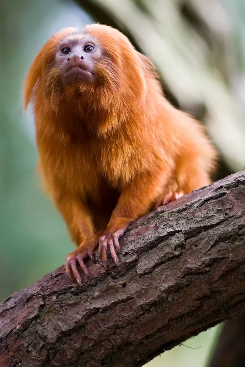 Golden lion tamarin