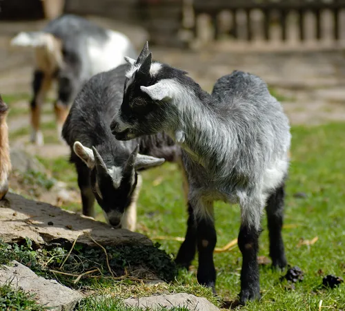 West African Dwarf goats
