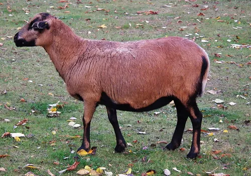 Cameroon dwarf sheep