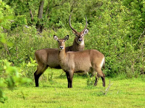 Defassa Waterbuck