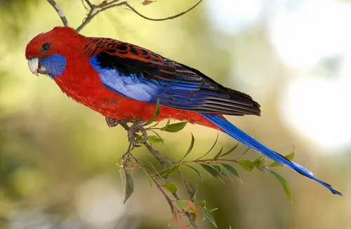 Platycercus elegans elegans