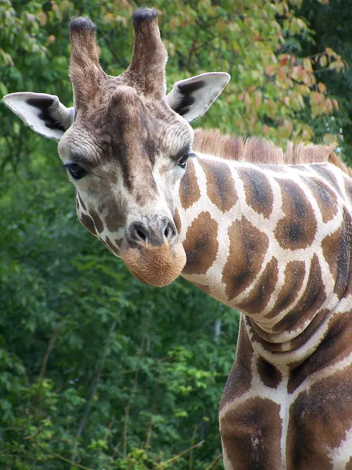 Rothschild giraffe