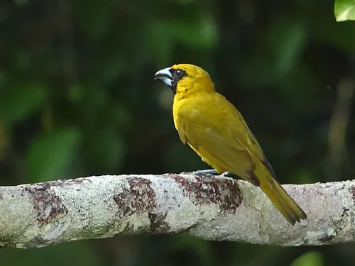 Yellow-green grosbeak