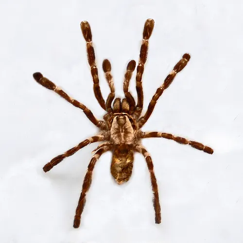 Ghost ornamental Tarantula