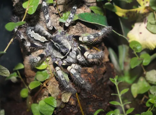 Striated Parachute Spider