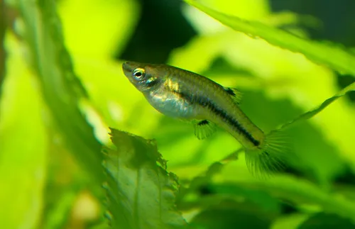Least killifish