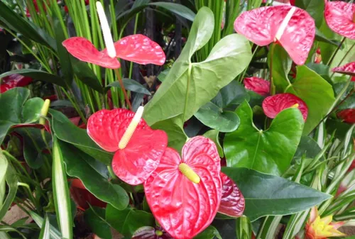 Flamingo Flower