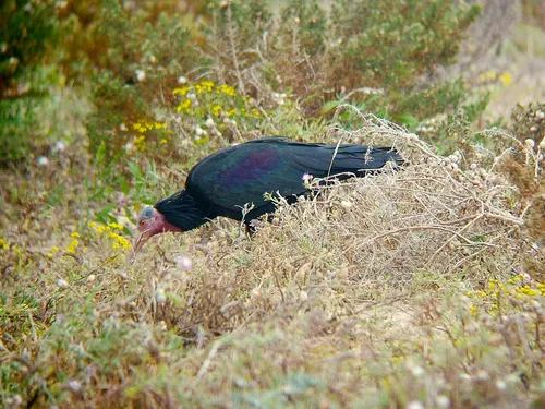 Tarvarjú