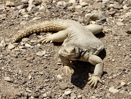 Moroccan mastigure (spiny-tailed lizard)