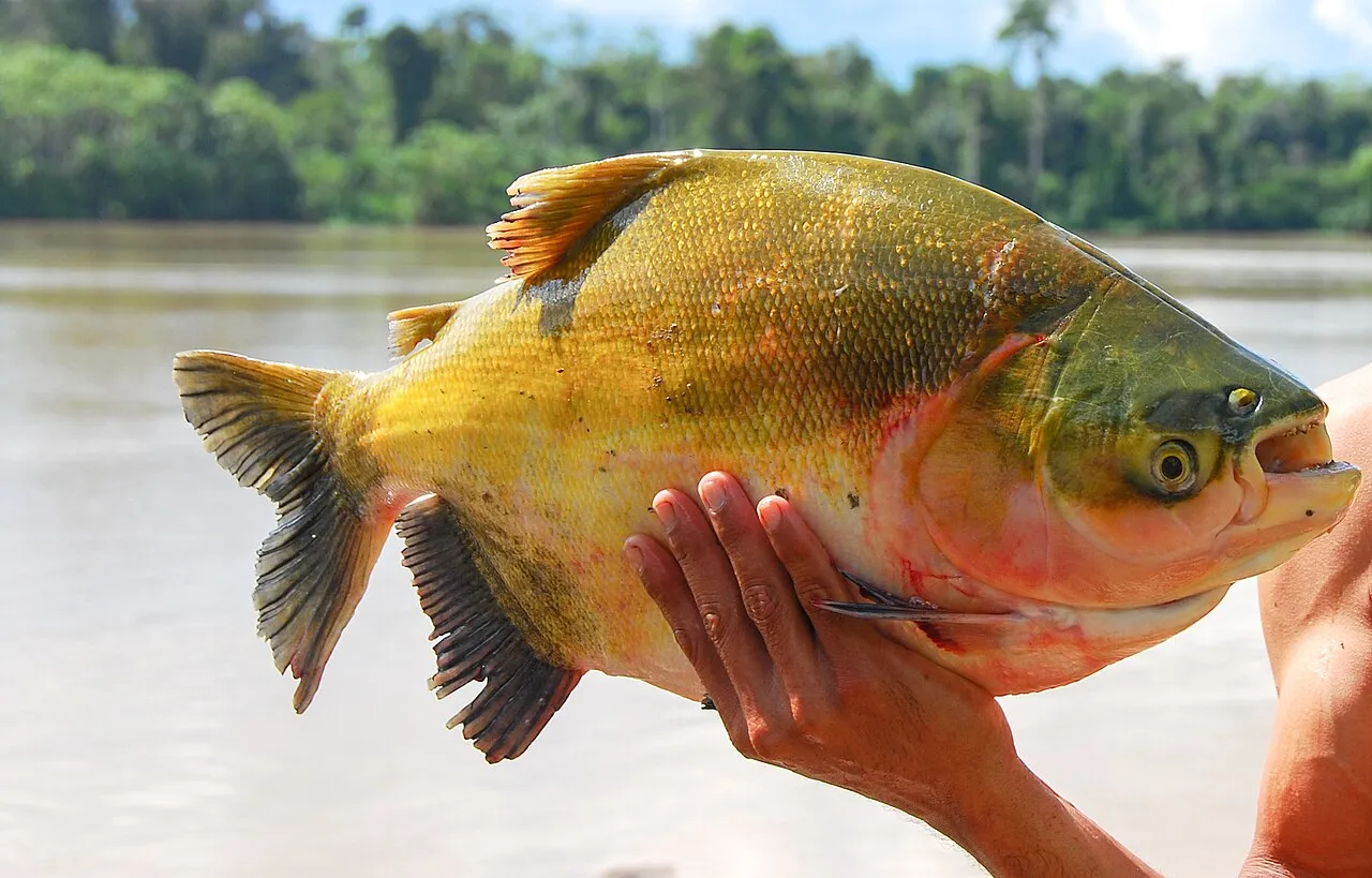 Fekete Pacu - 1