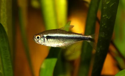 Black neon tetra