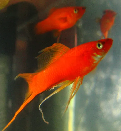 Swordtail