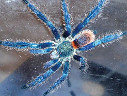 Brazilian Blue Dwarf Beauty Tarantula