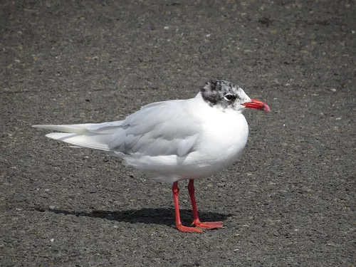 Mediterranean Gull