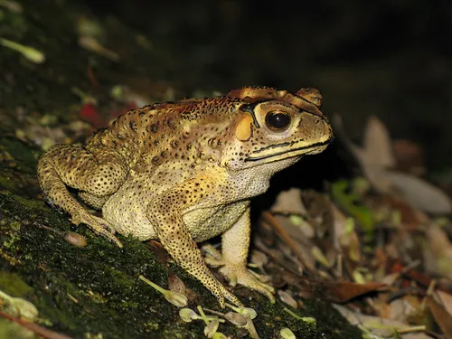 Asian common toad