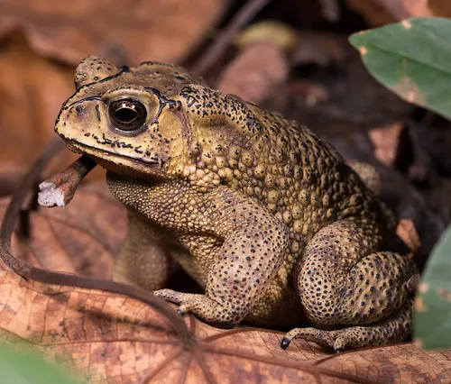 Asian common toad