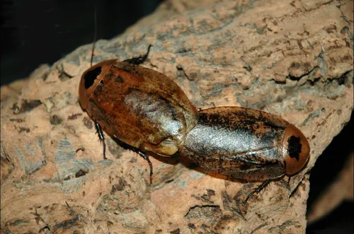 Peppered Roach