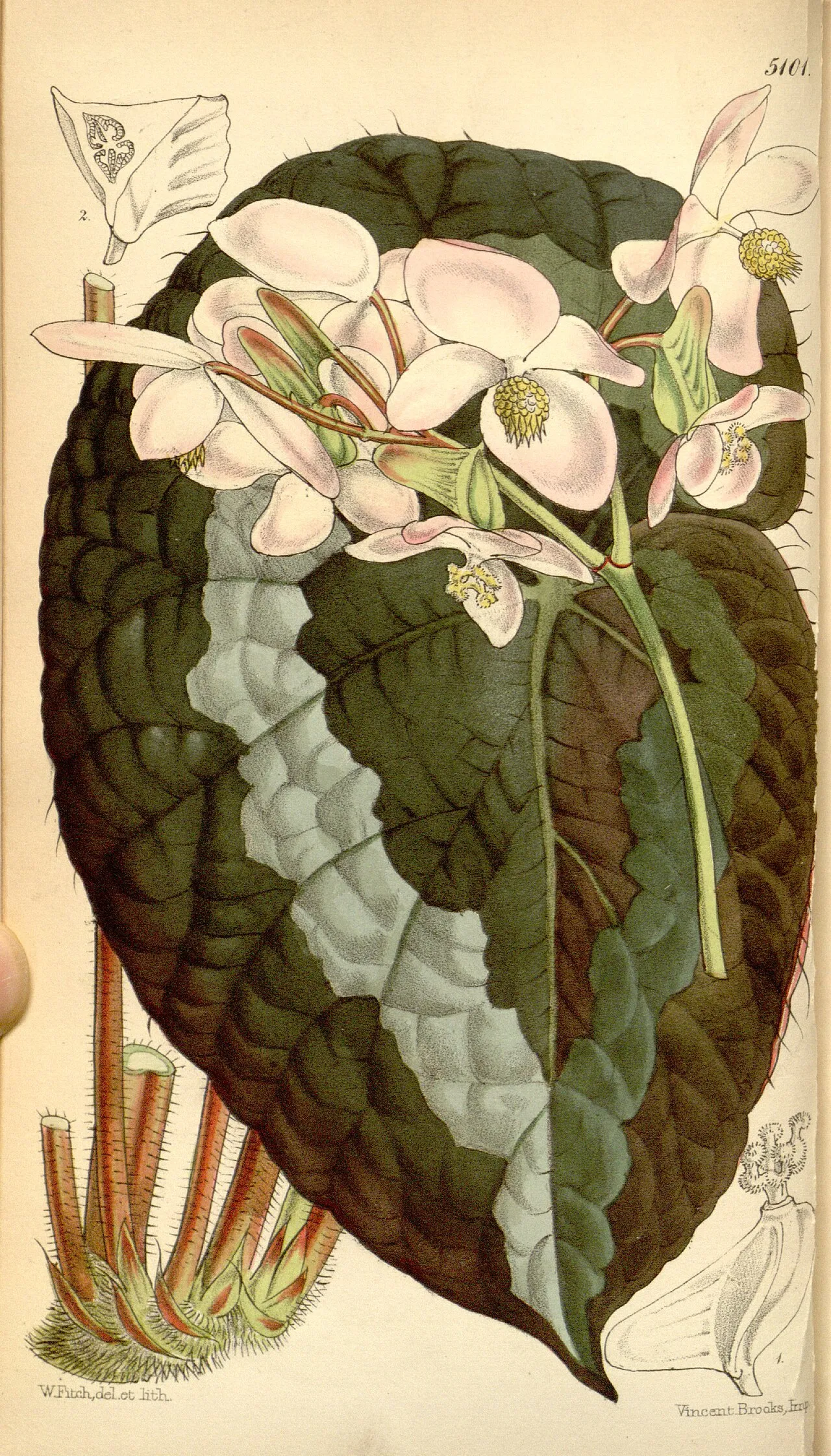Begónia - 1