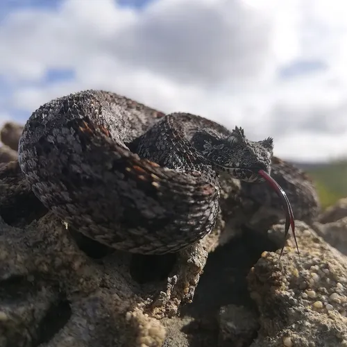 Southern adder