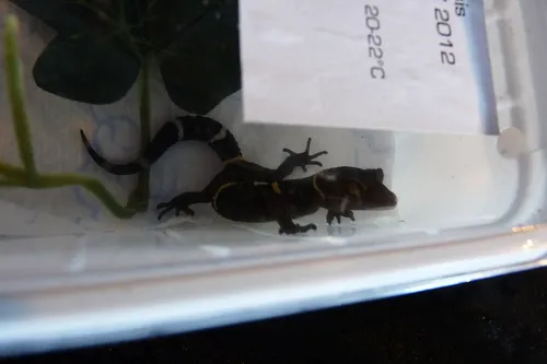 Hainan Cave Gecko