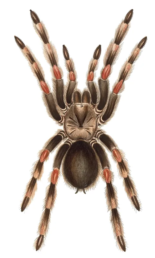 Mexican redknee tarantulas