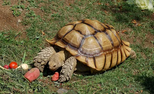 African spurred tortoise