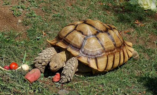 African spurred tortoise