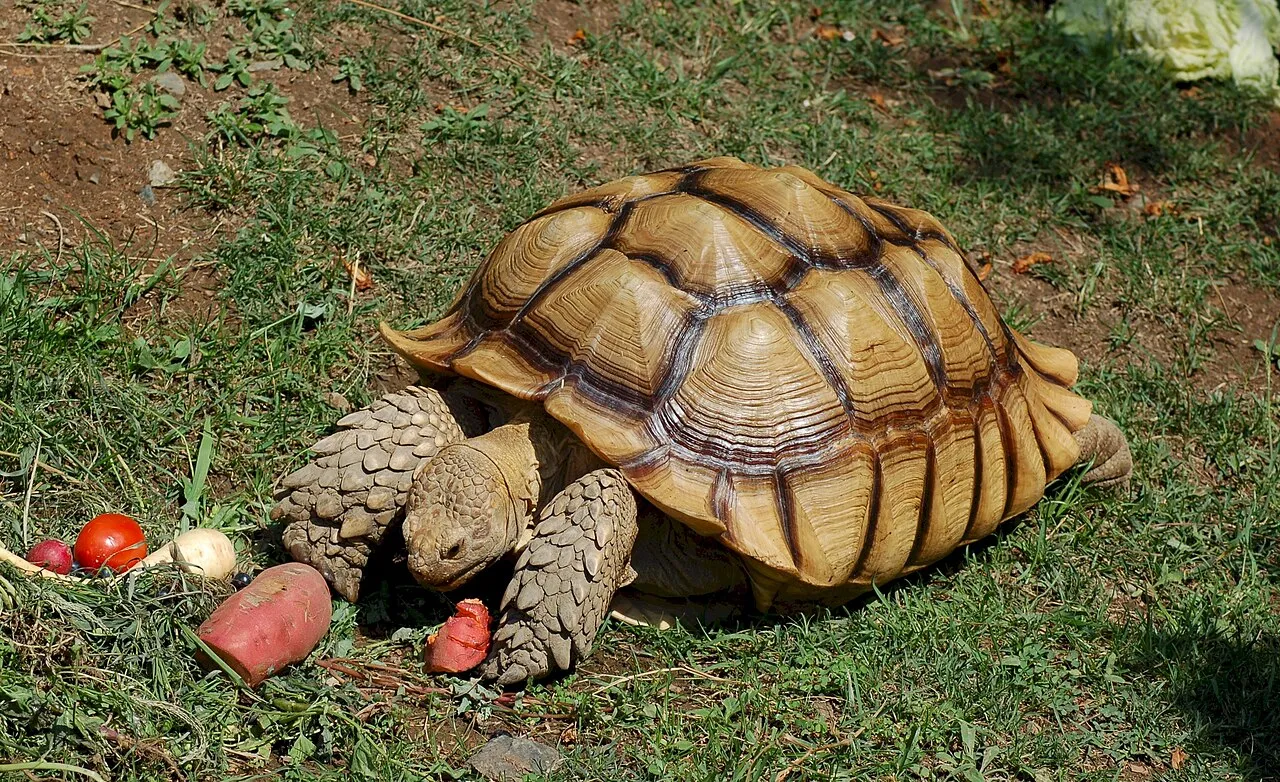Sarkantyús teknős - 1