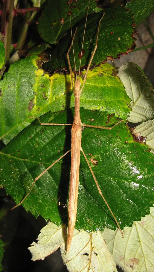 Pink Winged Stick Insect