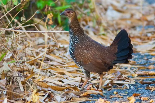 Szürke dzsungeltyúk