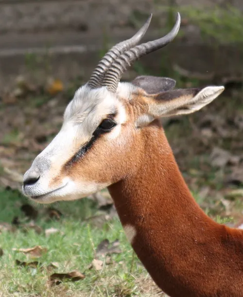 Mhorr Gazelle