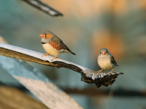 Sunda Zebra Finch