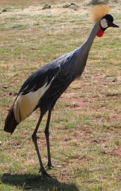 Szürkenyakú koronásdaru