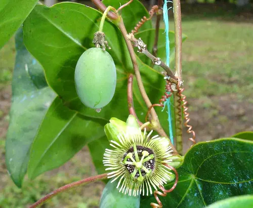 Bat Leaved Passion Flower