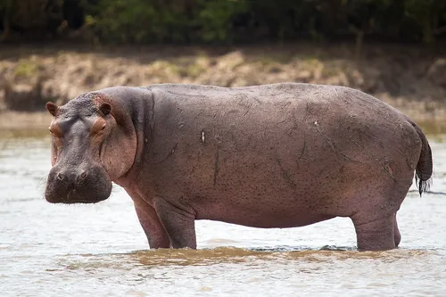 Nile hippopotamus