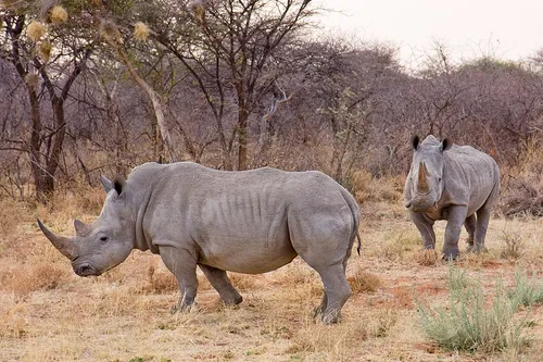 Rhinoceroses
