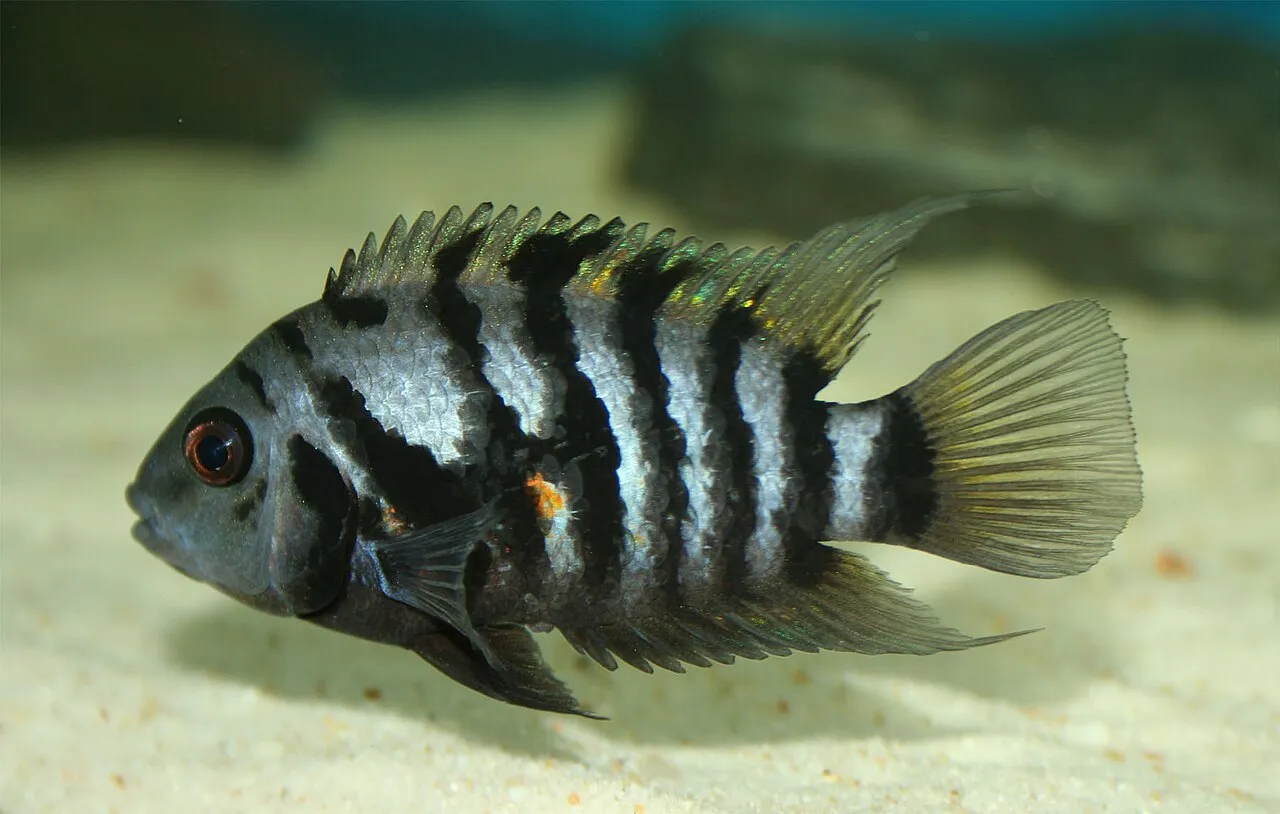 Zebrasávos sügér - 1