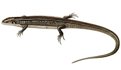 Ornate girdled lizard